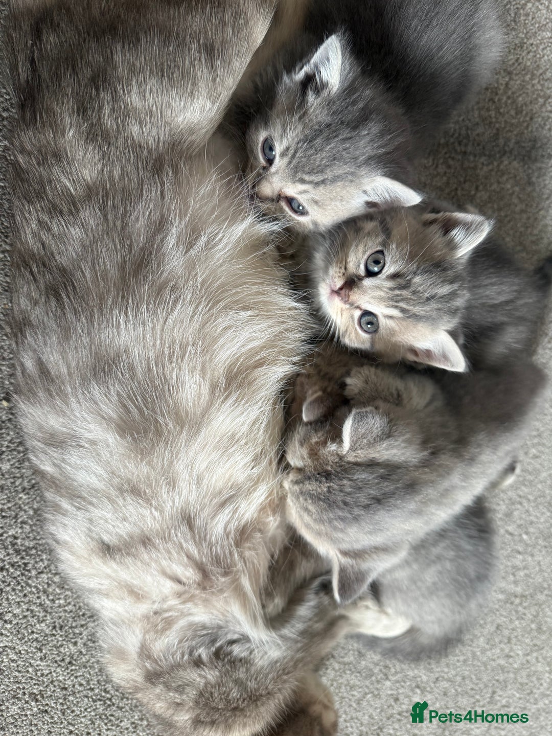 Scottish Fold cats for sale: Beautiful Scottish straight cross British shorts😍 - Image 28