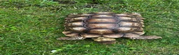Tortoise reptiles for sale: Male sulcata  - Advert 2