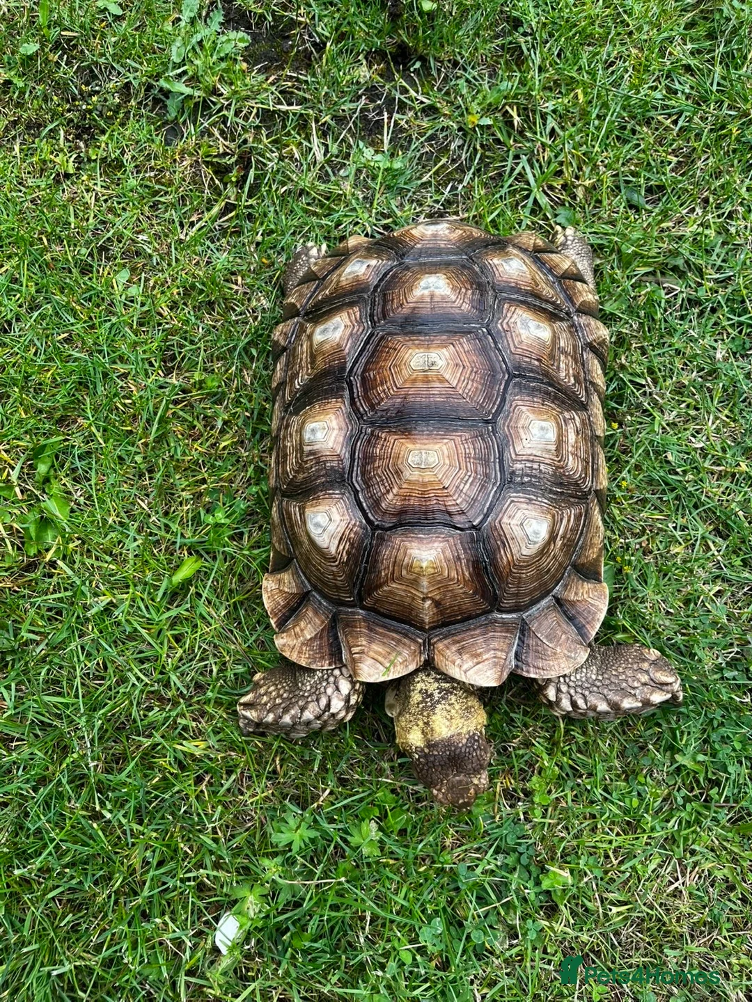 Tortoise reptiles for sale: Male sulcata  - Advert 2