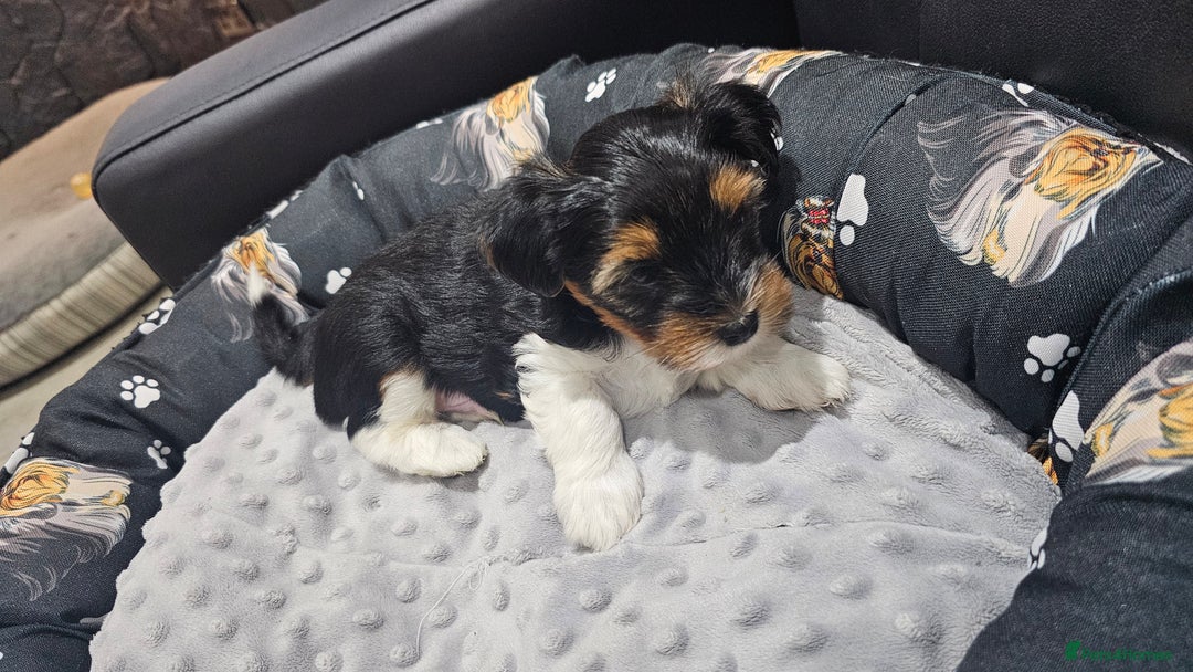 Yorkshire Terrier dogs for sale: 2 boys and 2 girls yorkshire terrier  - Advert 8