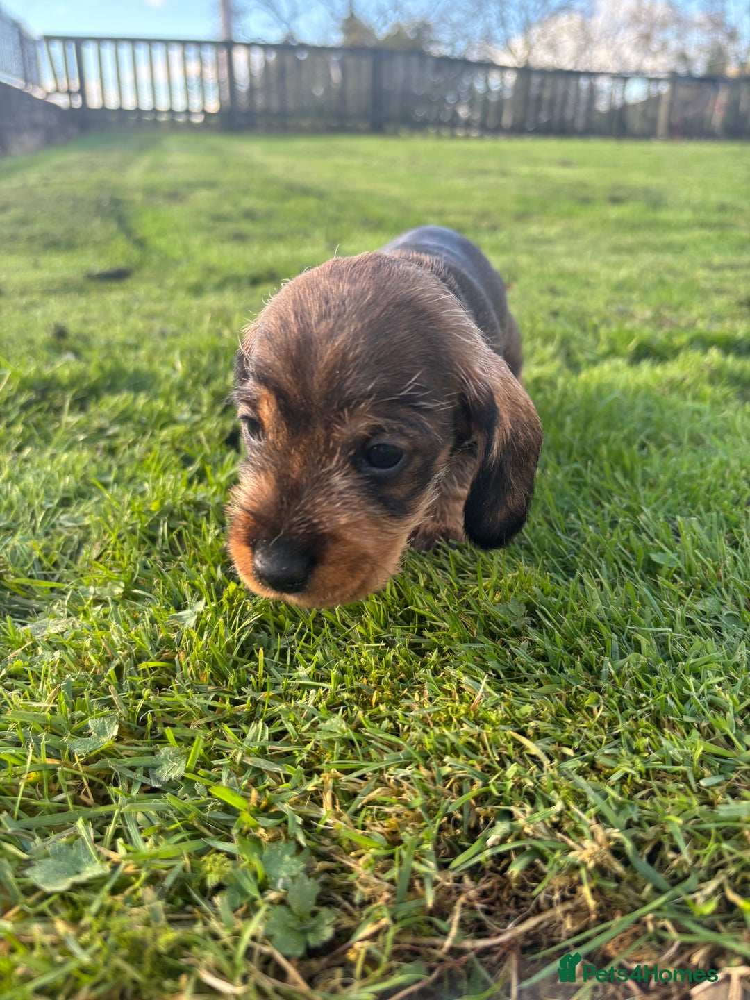 Dachshund dogs for sale: WHD - Wirehaired Dachshund (Teckle) Pups - Image 23