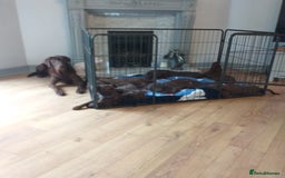 Labrador Retriever dogs for sale: KC Registered Chocolate Labradors  - Image 5