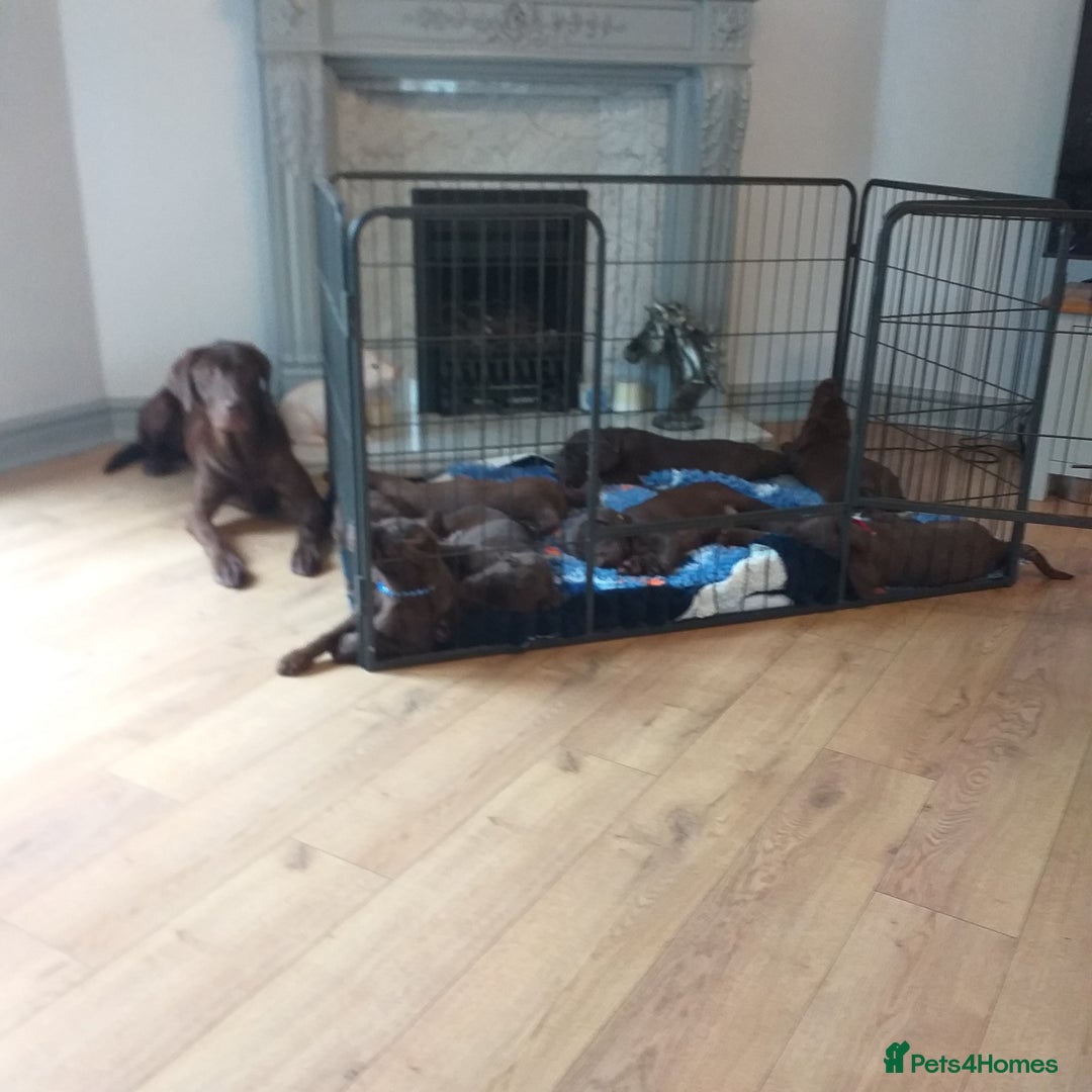 Labrador Retriever dogs for sale: KC Registered Chocolate Labradors  - Image 5