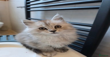 Maine Coon cats - Advert 14