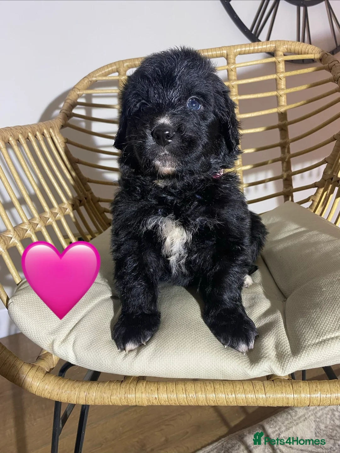 Mixed Breed dogs for sale: Golden Bernese Puppies 🖤🤍🤎 - Advert 23