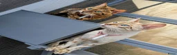 Bengal cats for sale: Exquisite Pedigree Bengal Kittens Waiting List - Advert 2