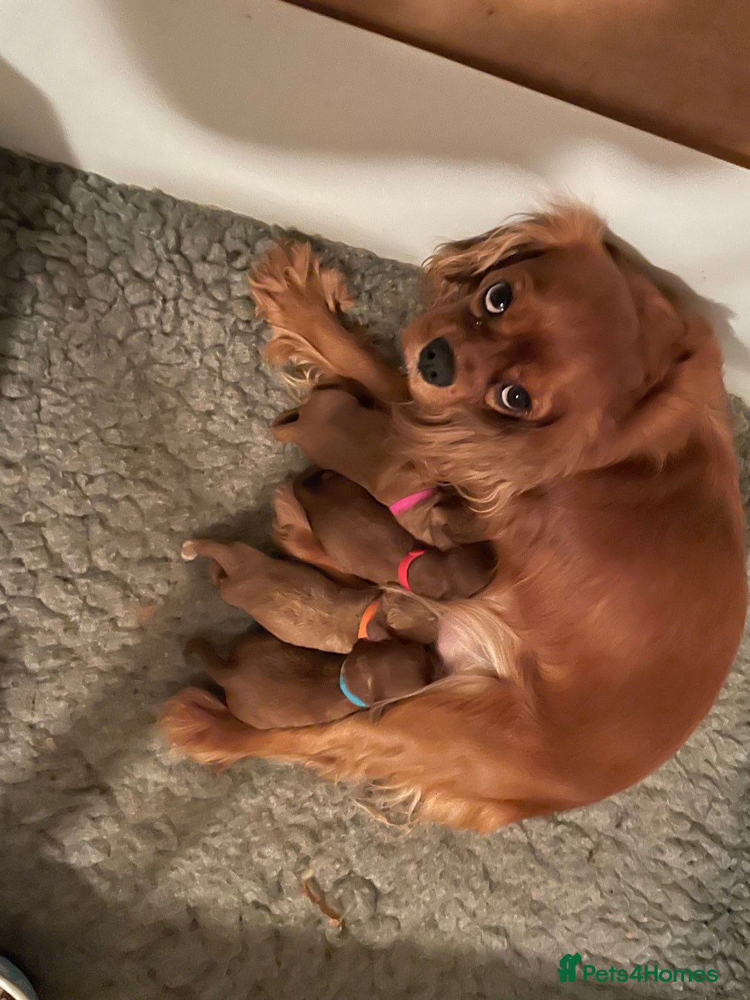 Cavapoo dogs for sale: Stunning litter of F1 Cavapoo’s - Advert 1