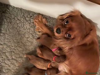 Cavapoo dogs Stunning litter of F1 Cavapoo’s - Advert 1