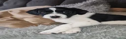 Mixed Breed dogs for sale: The cutest things looking for loving homes - Advert 2