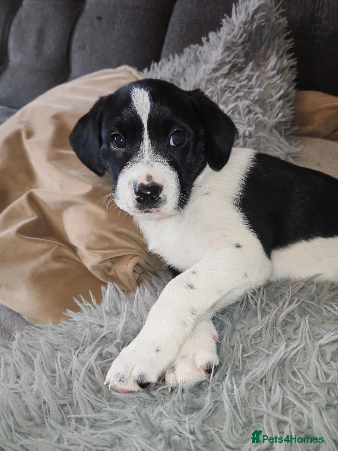Mixed Breed dogs for sale: The cutest things looking for loving homes - Advert 2