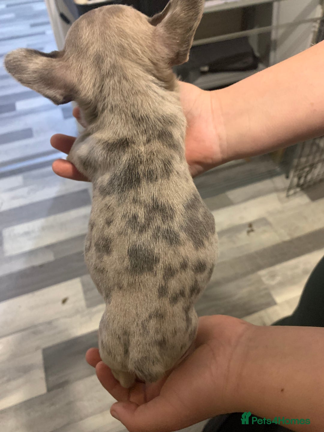 French Bulldog dogs for sale: French bulldogs  - Advert 8