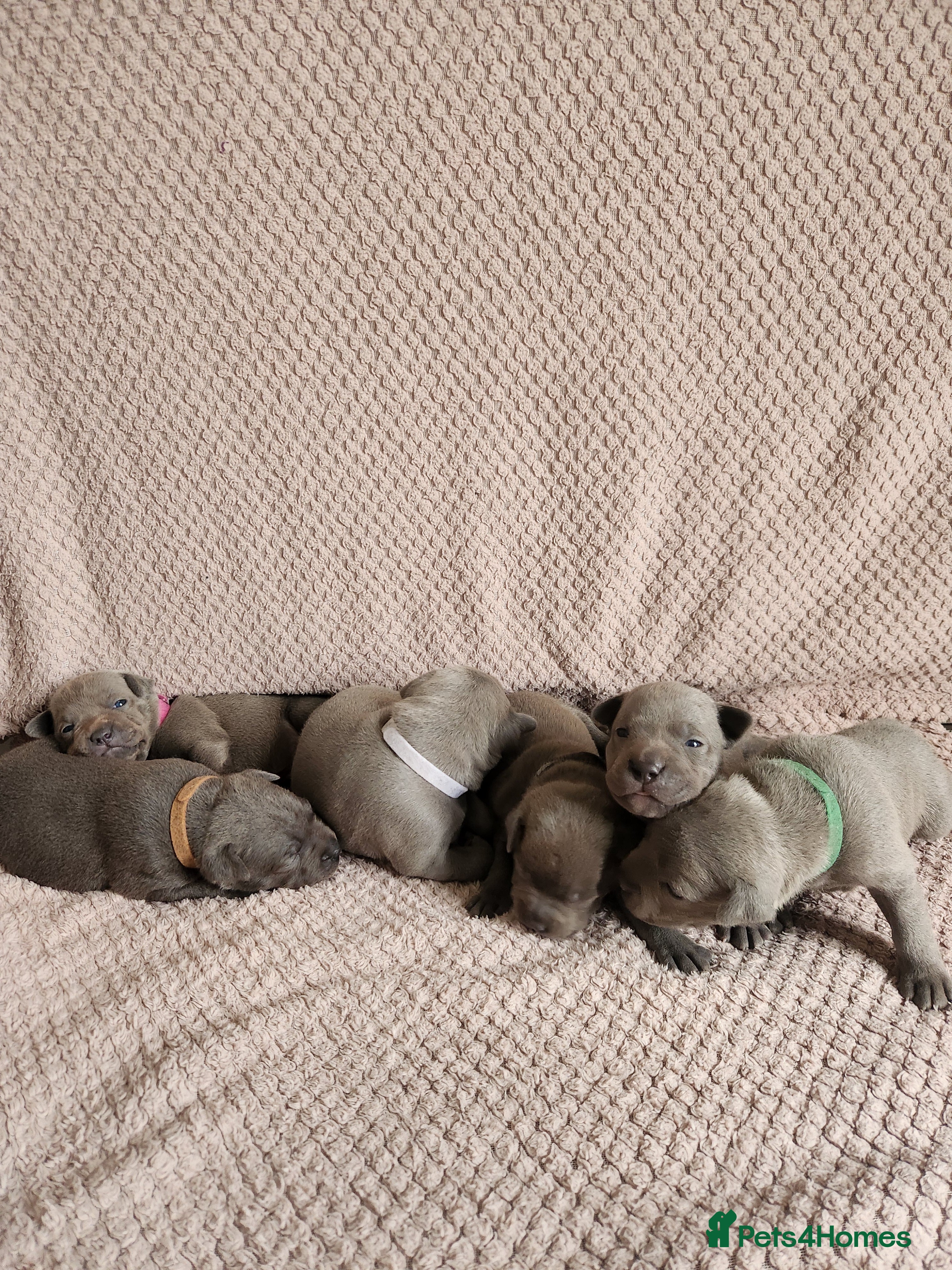 Staffordshire Bull Terrier dogs Blue KC registered Staffordhire bull terrier - Advert 1