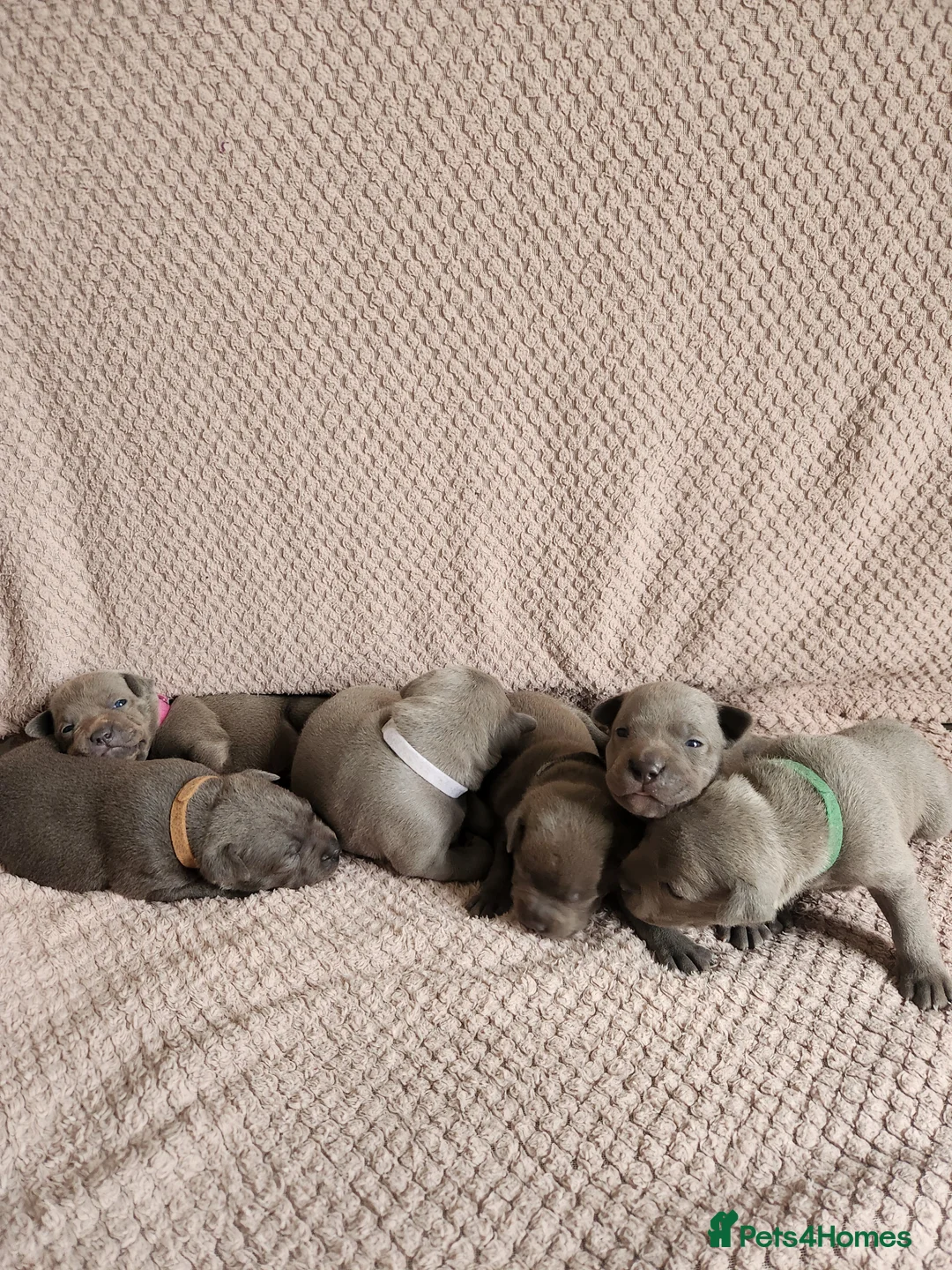 Staffordshire Bull Terrier dogs for sale: Blue KC registered Staffordhire bull terrier in Halstead - Advert 1