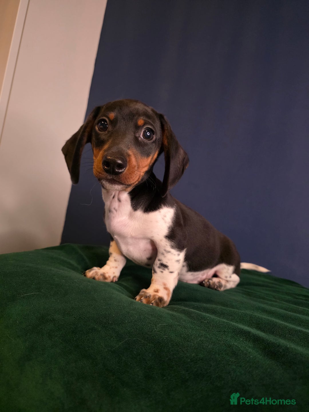 Dachshund dogs for sale: KC Registered Shorthaired dachshunds  - Advert 25