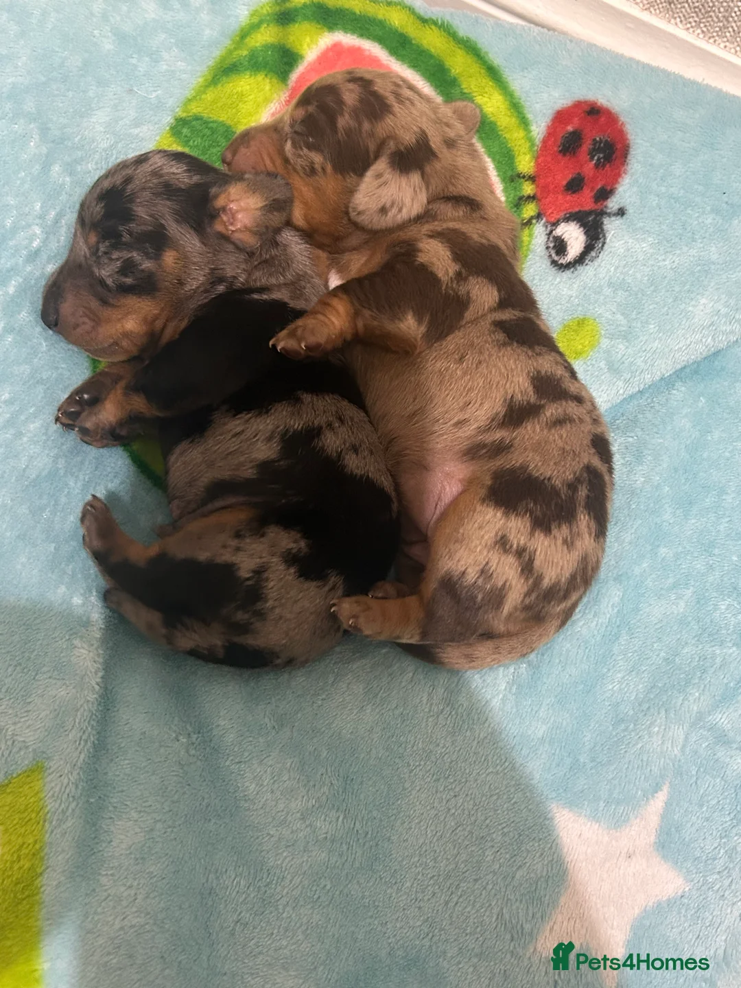 Dachshund dogs for sale: 2 adorable dachshunds - Advert 6