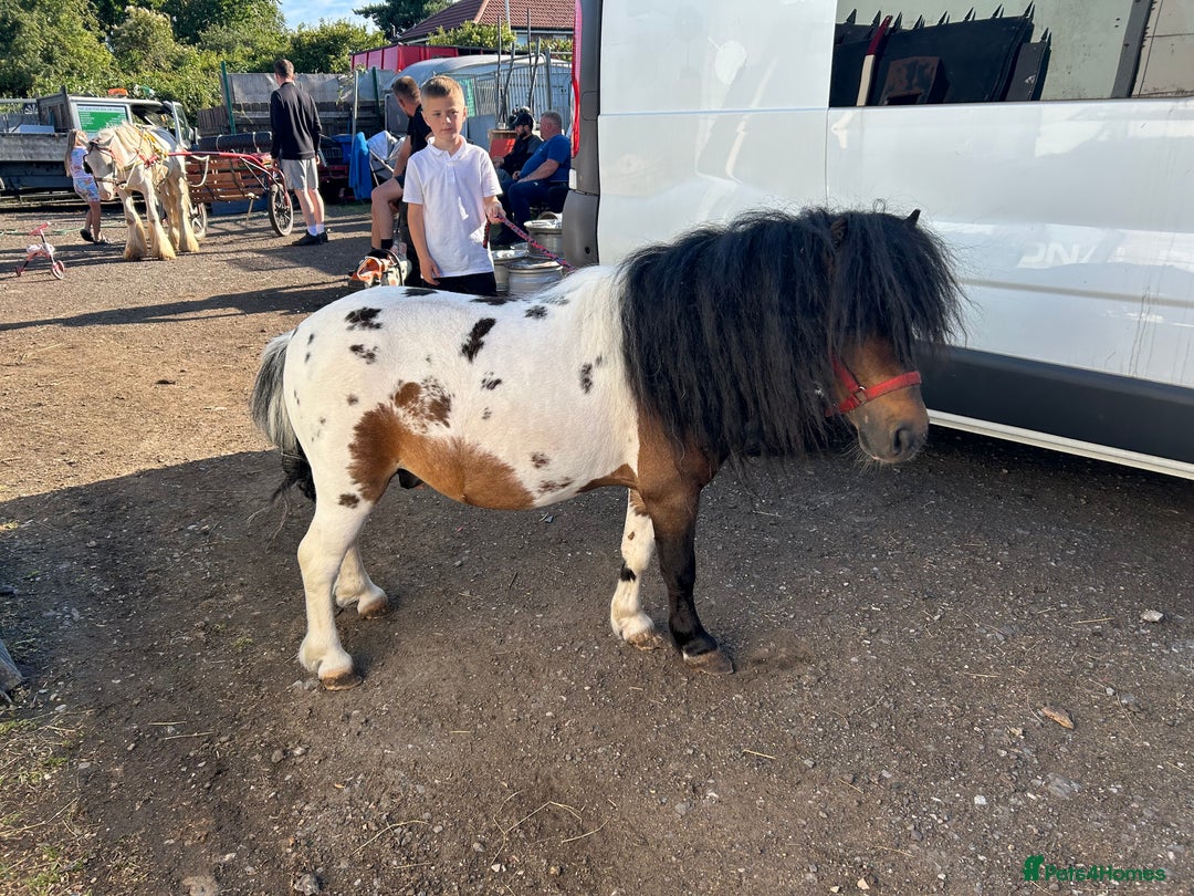 Shetland pony horses for sale: Shetland pony  in Stockport - Image 15