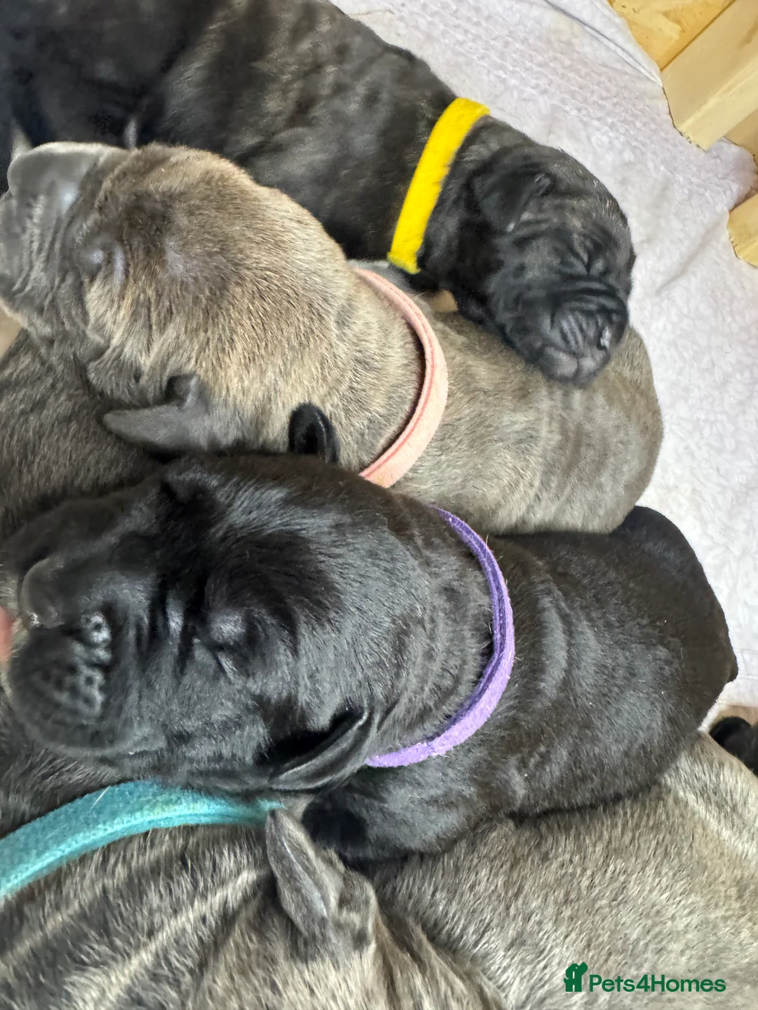 Cane Corso dogs for sale: Cane corso pups - Advert 10