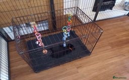Labrador Retriever dogs for sale: Equal parts adventure and sofa buddies (Labradors) - Image 9