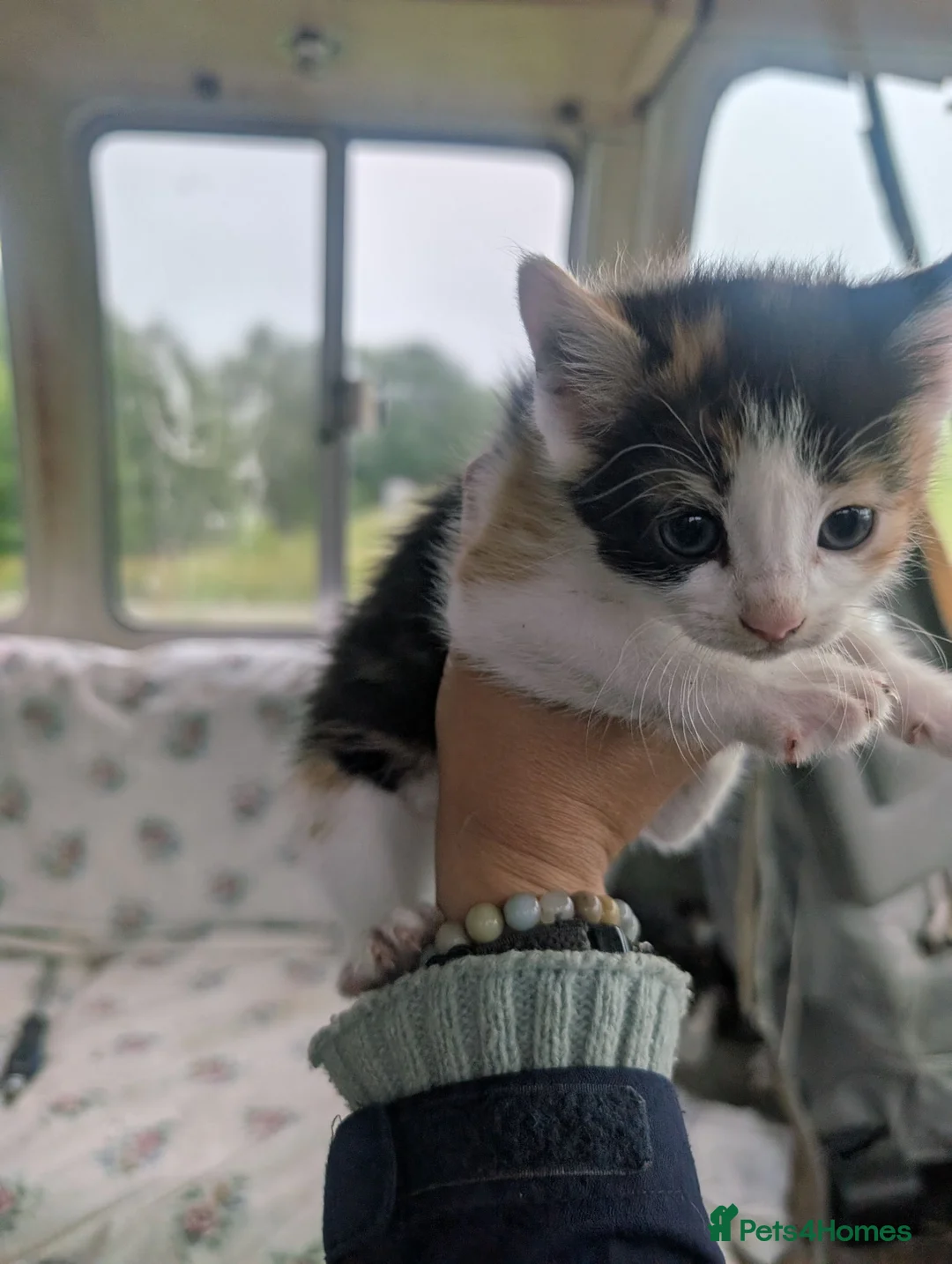 Mixed Breed cats for sale:  kitten £20 in Craven Arms - Advert 1