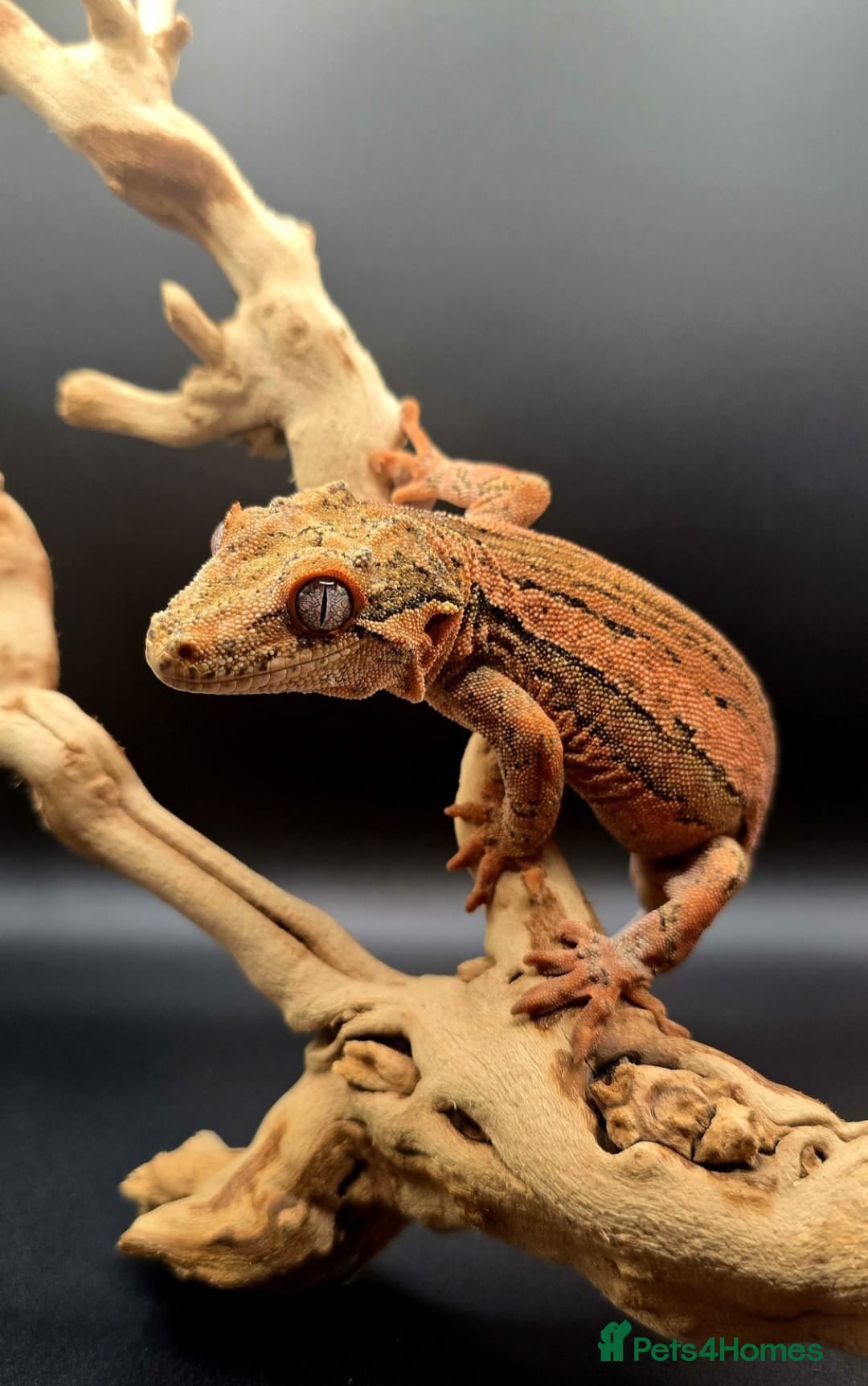Gecko reptiles for sale: Male Gargoyle Gecko - Image 7