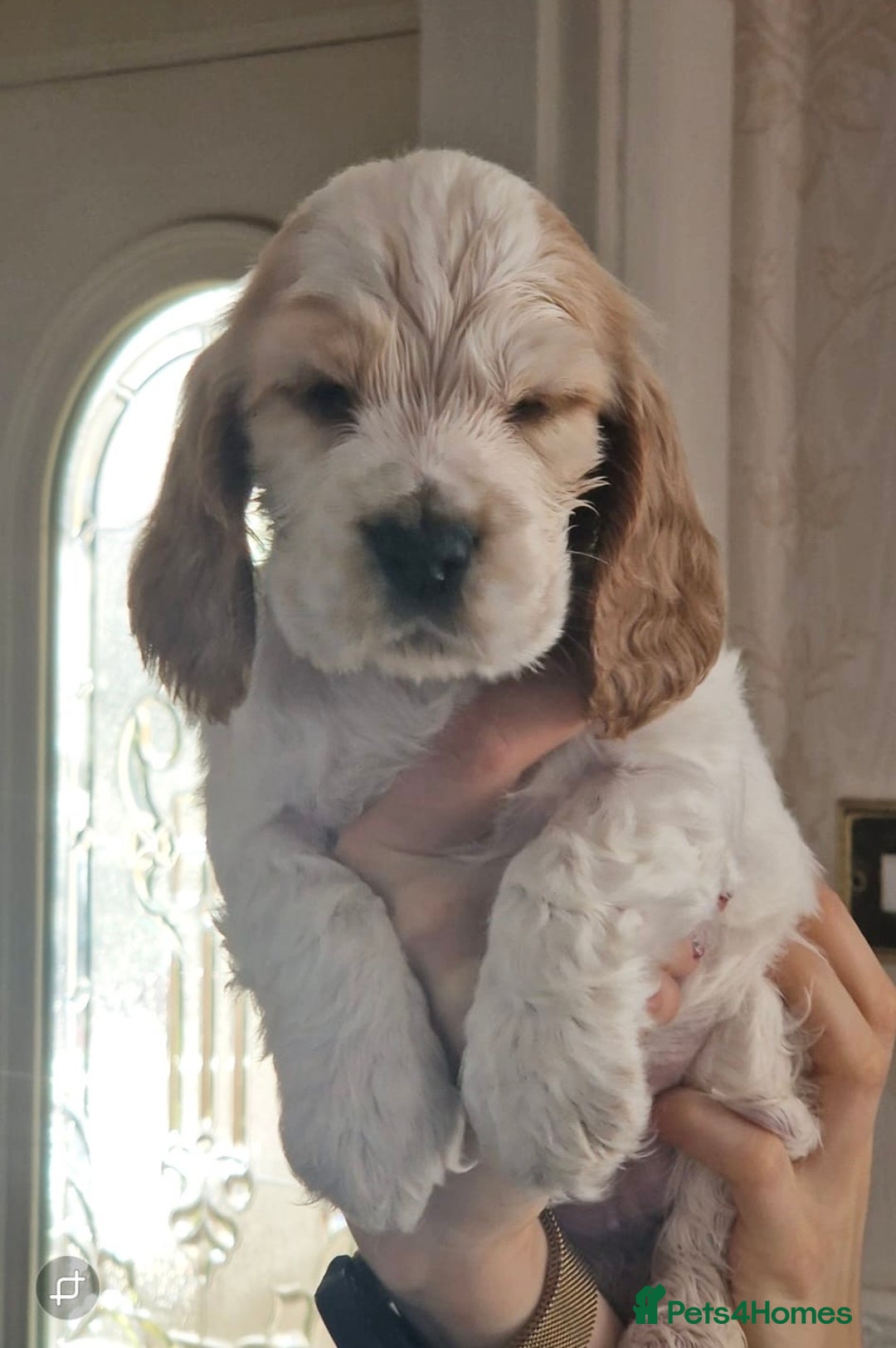 Cocker Spaniel dogs for sale: KC Registered Show Cocker Puppies  - Advert 9