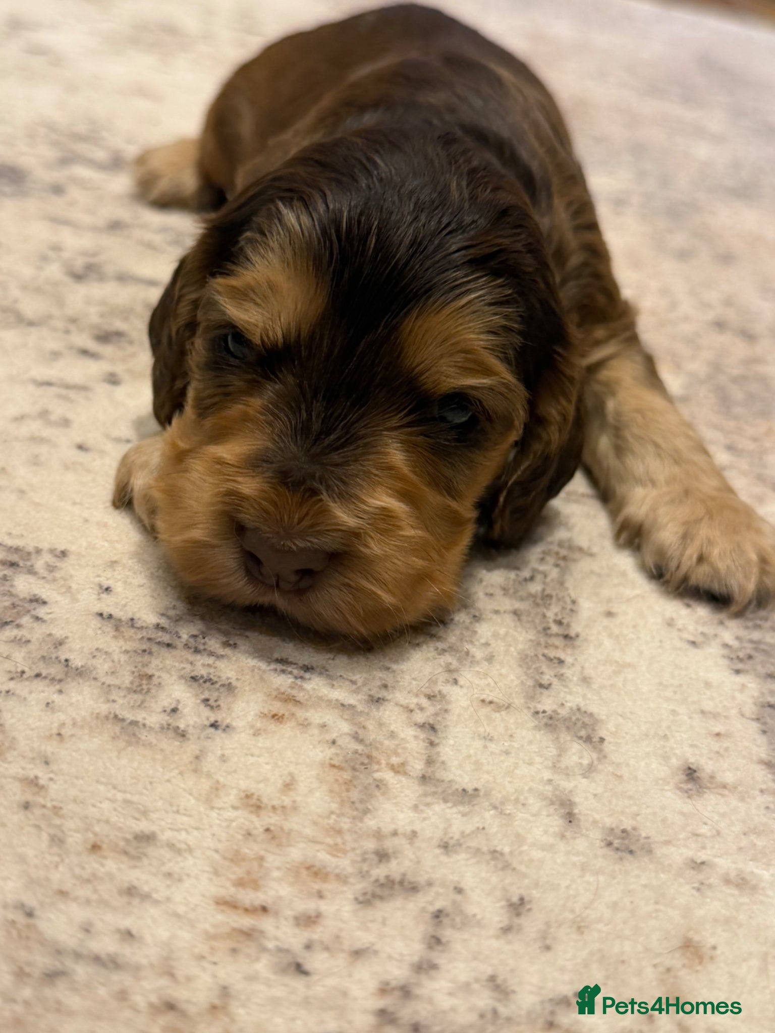 Cocker Spaniel dogs for sale: Golden & Chocolate Sable Show Cocker Puppies  in Doncaster - Advert 29