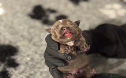 Staffordshire Bull Terrier dogs for sale: 🏆BLUE CHAMPION STAFFORDSHIRE BULL TERRIER PUPS  - Image 17