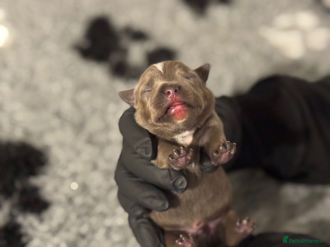 Staffordshire Bull Terrier dogs for sale: 🏆BLUE CHAMPION STAFFORDSHIRE BULL TERRIER PUPS  - Image 17