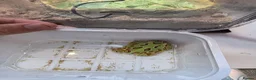 Turtle reptiles for sale: 2 common Snapping only 2 pac man frogs left - Advert 4