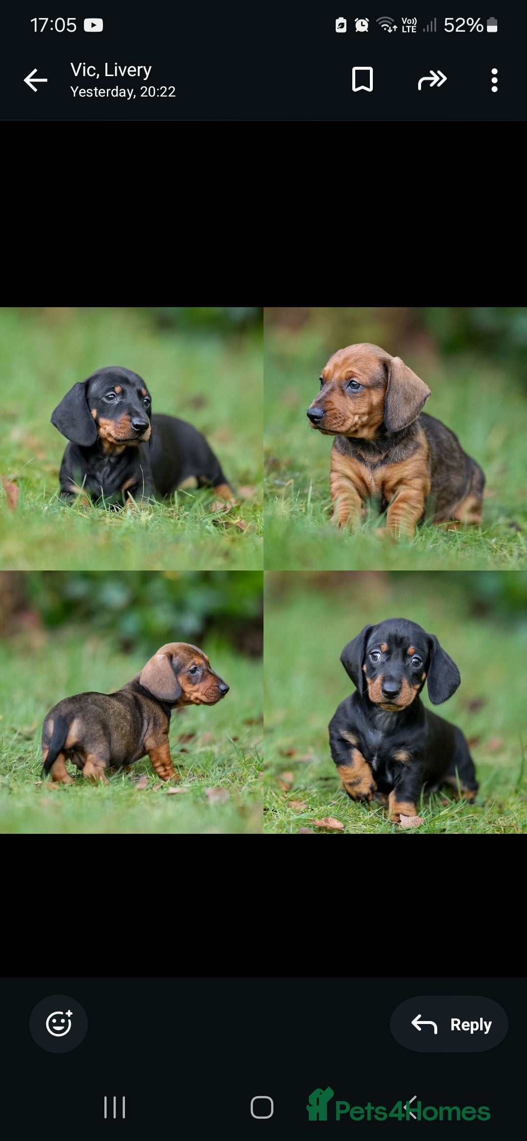 Dachshund dogs Gorgeous KC standard dachsund pups - Advert 1