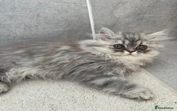 Persian cats for sale: Persian Grey kitten male and female - Image 3