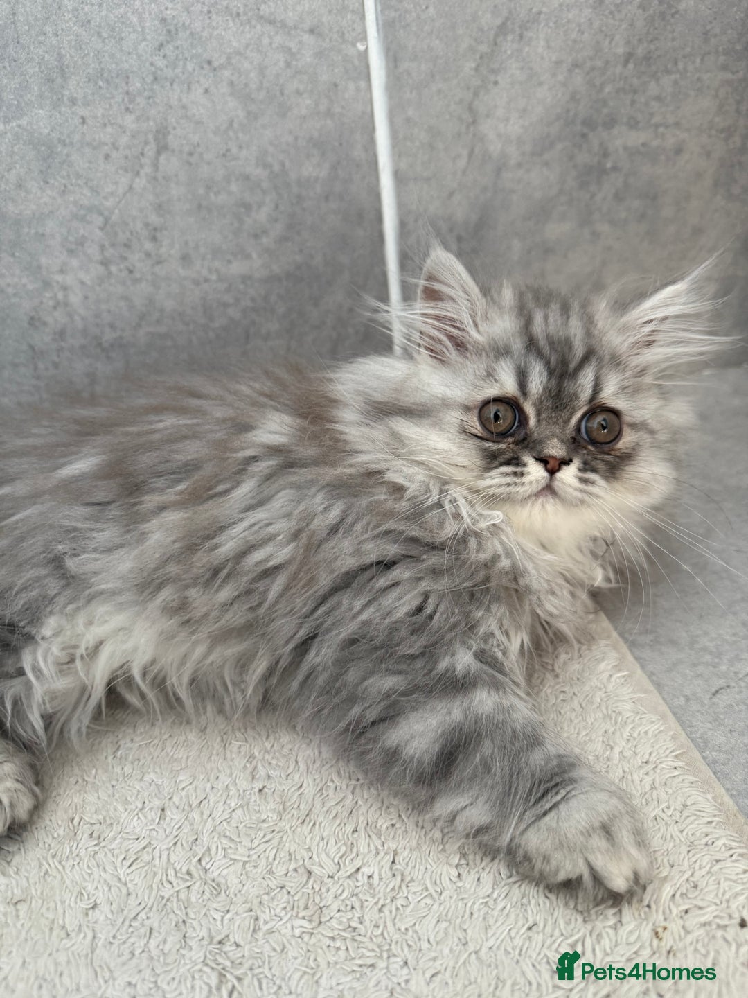 Persian cats for sale: Persian Grey kitten male and female - Image 3