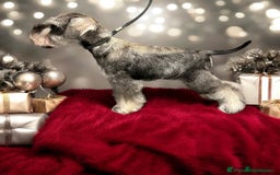 Miniature Schnauzer dogs for sale: OUTSTANDING DNA CLEAR KC MINI SCHNAUZERS - Image 6