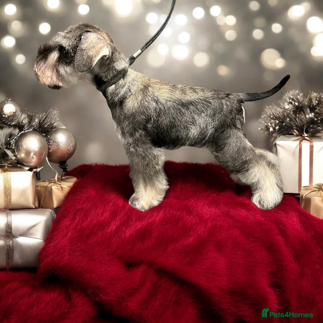 Miniature Schnauzer dogs for sale: OUTSTANDING DNA CLEAR KC MINI SCHNAUZERS - Image 6