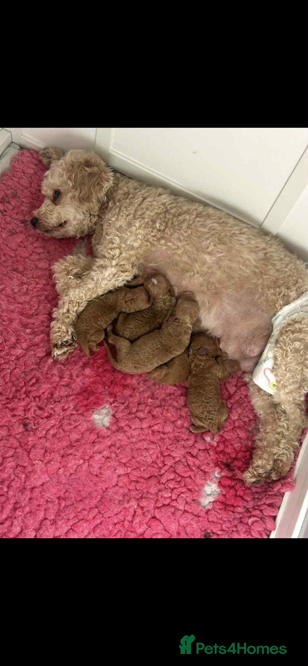 Toy Poodle dogs for sale: Toy poodle - Advert 3