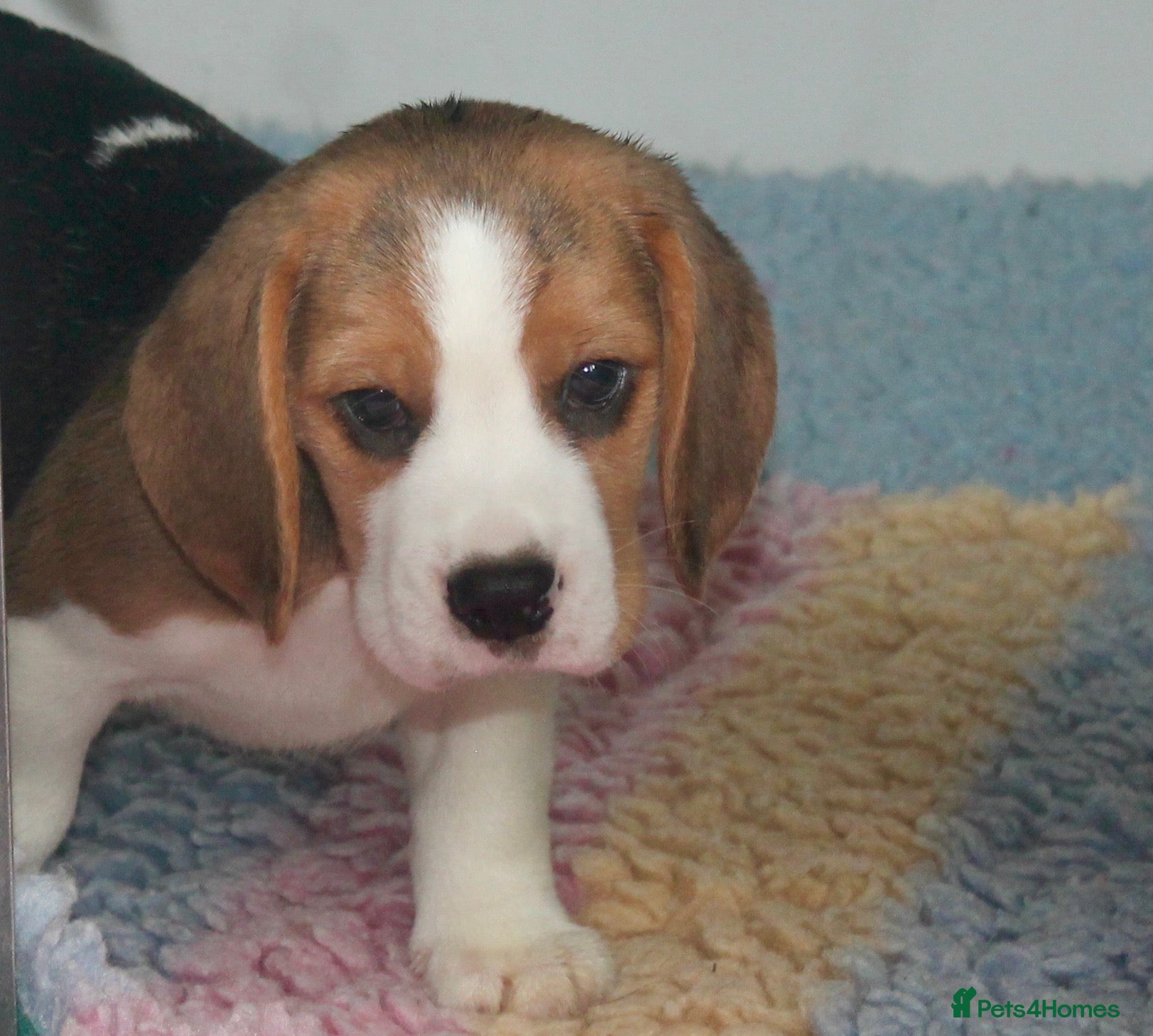 Beagle dogs READY NOW ROYAL KENNEL CLUB REG BEAGLE PUPPIES - Advert 16