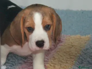 Beagle dogs READY NOW ROYAL KENNEL CLUB REG BEAGLE PUPPIES - Advert 16