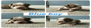 Boston Terrier Blue Boy