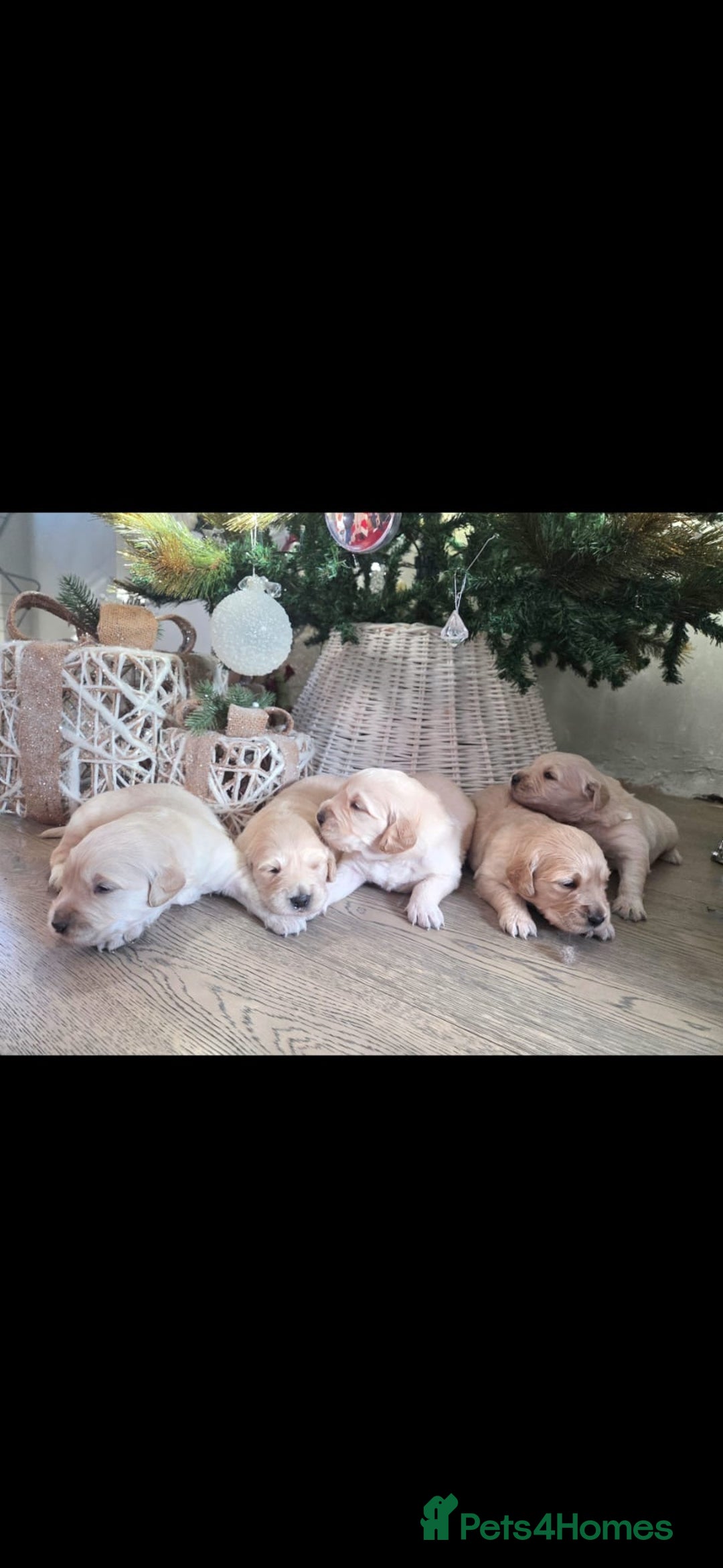 Golden Retriever dogs for sale: 5 golden retriever puppies  - Advert 2
