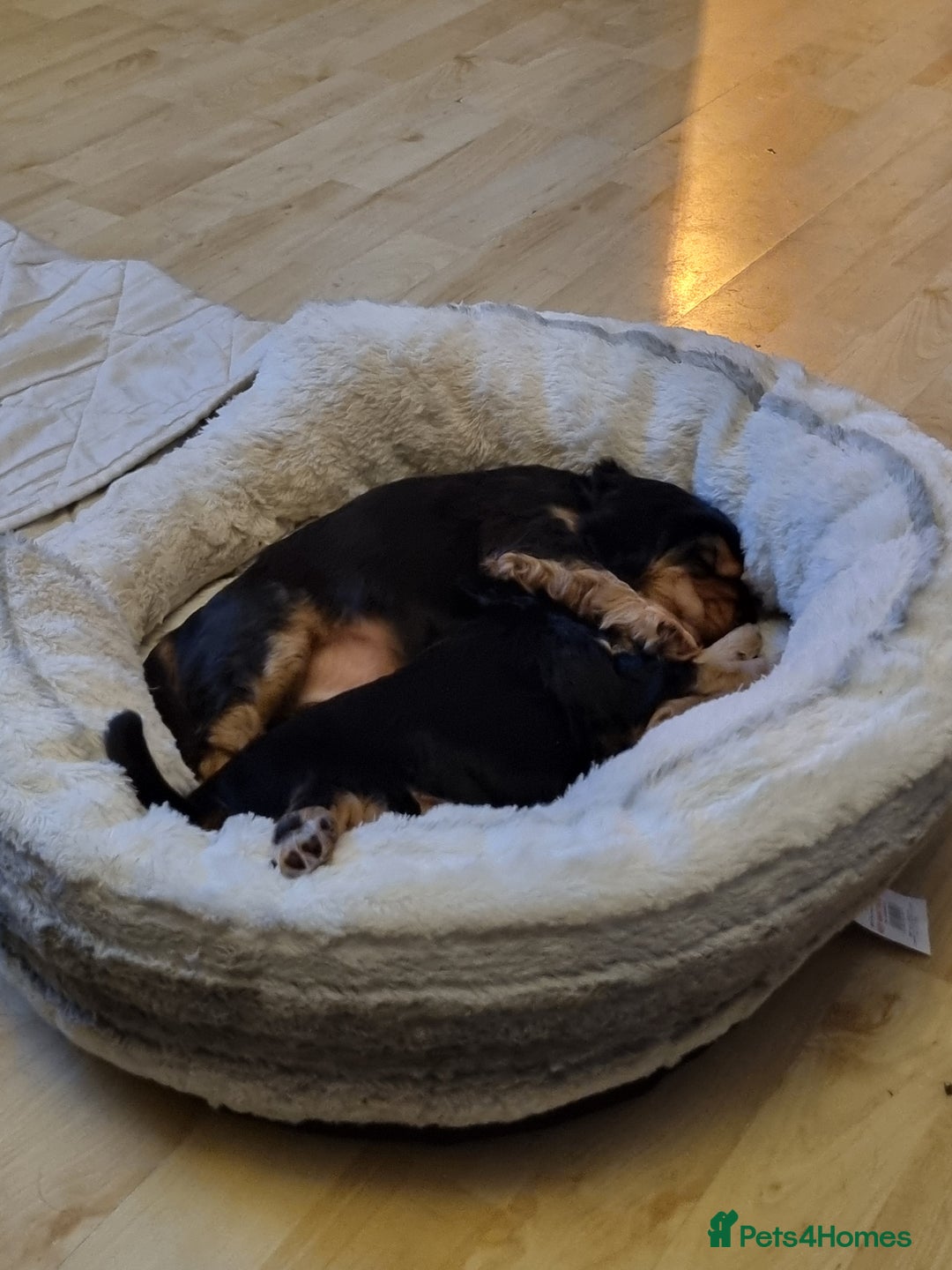 Cocker Spaniel dogs for sale: 🐾 Beautiful Show Cocker Spaniel Puppys - Image 25