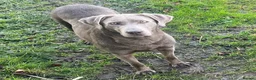 Labrador Retriever dogs for sale: 🩶 Quality RKC Reg Silver Labradors 🩶 - Advert 7