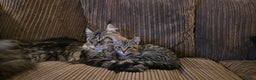 Mixed Breed cats for sale: Half Maine coon kittens - Advert 2