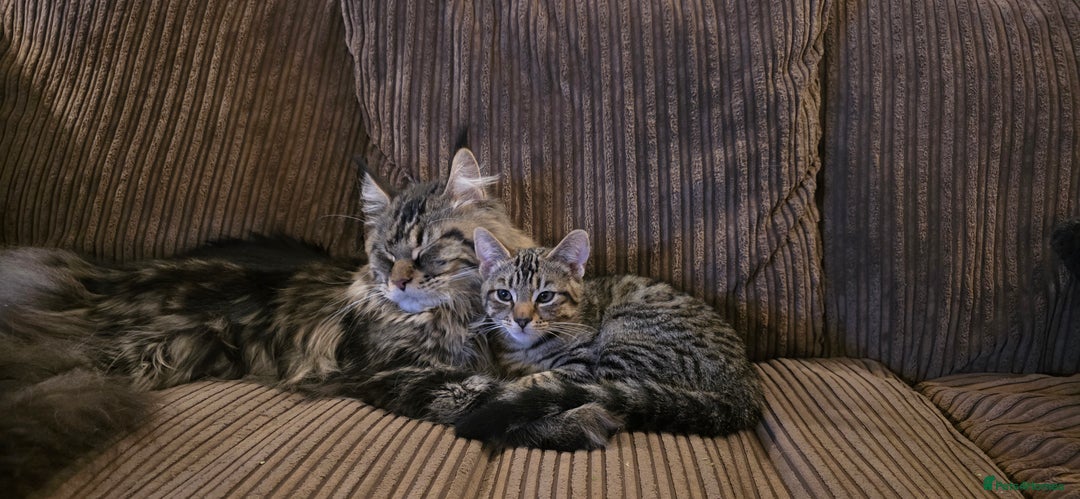 Mixed Breed cats for sale: Half Maine coon kittens - Advert 2