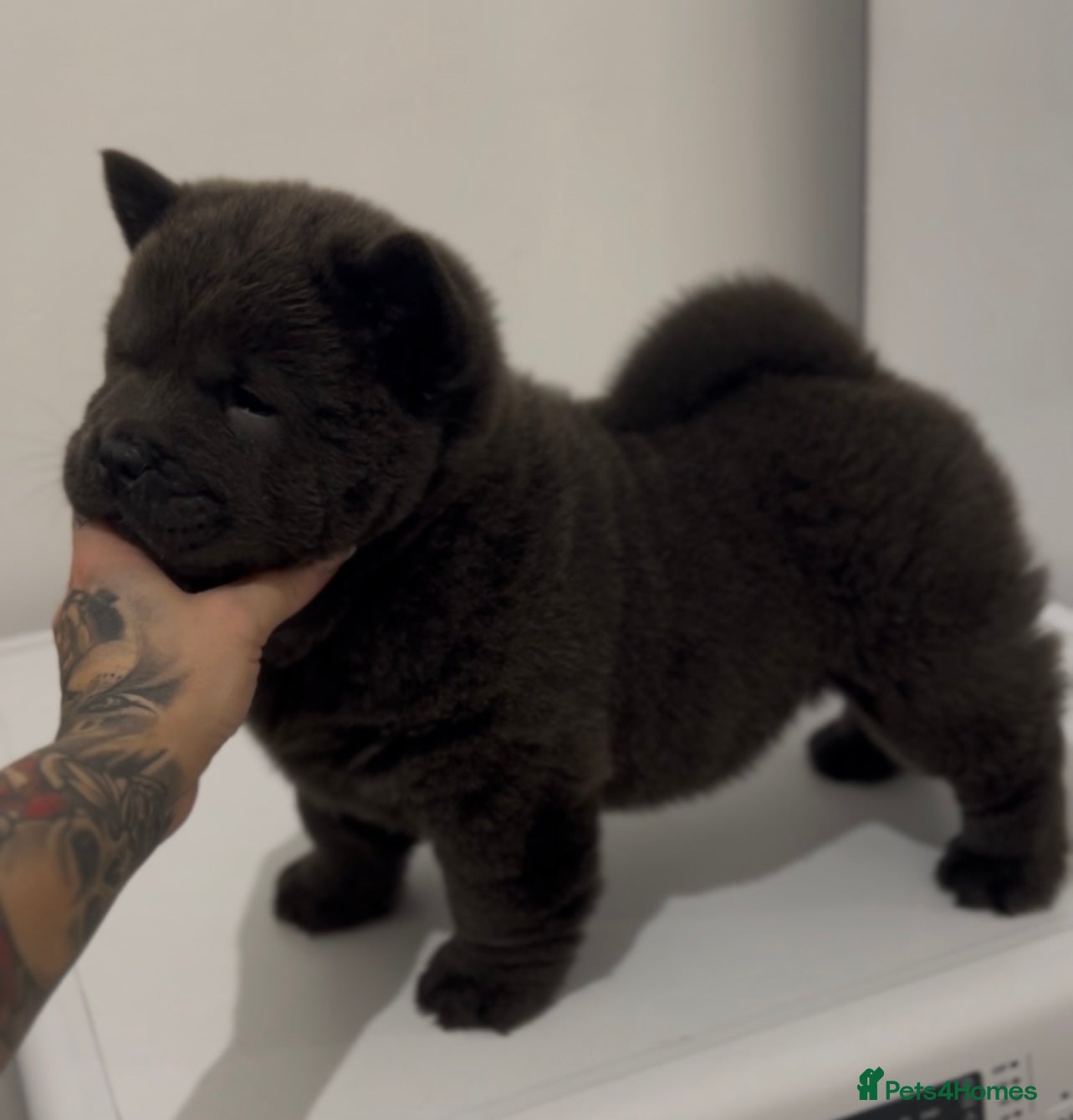 Chow Chow dogs Smooth blue bitch bear faced chow chow puppies  - Advert 18
