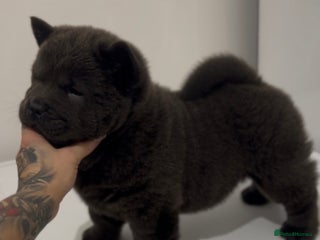 Chow Chow dogs Smooth blue bitch bear faced chow chow puppies - Advert 18