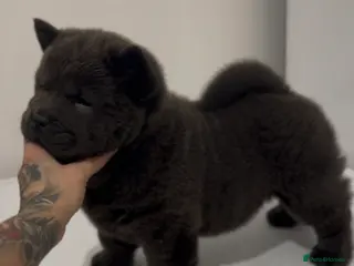 Chow Chow dogs Smooth blue bitch bear faced chow chow puppies - Advert 2