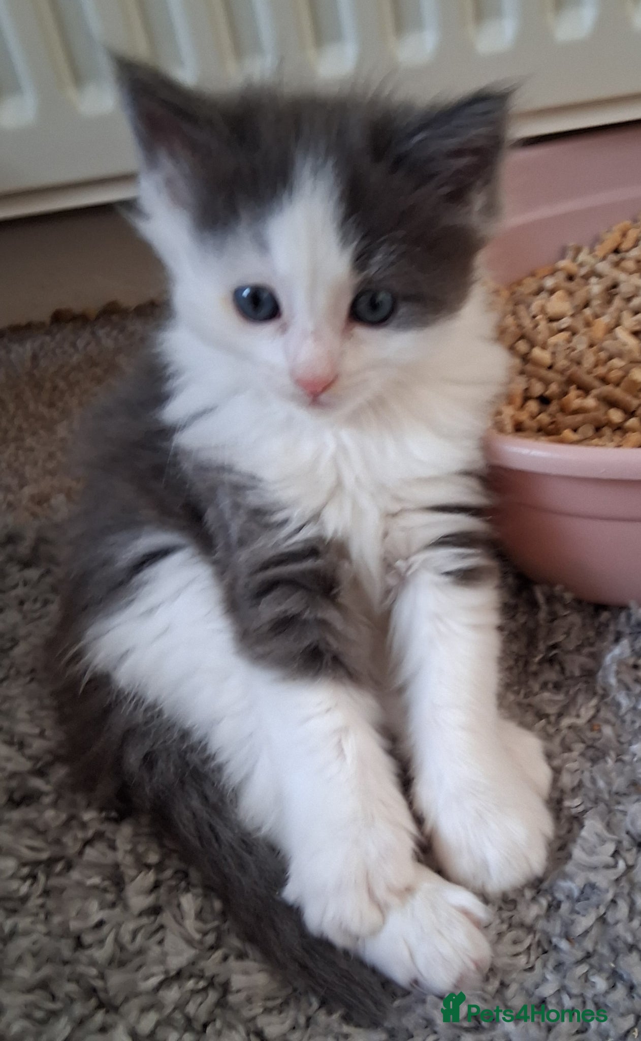 Mixed Breed cats for sale: Ragdoll X Kittens - Advert 16