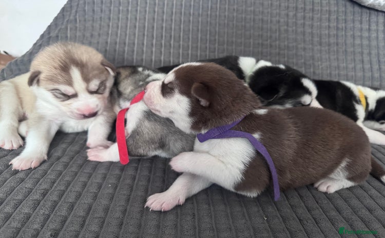 Siberian Husky dogs - Advert 4