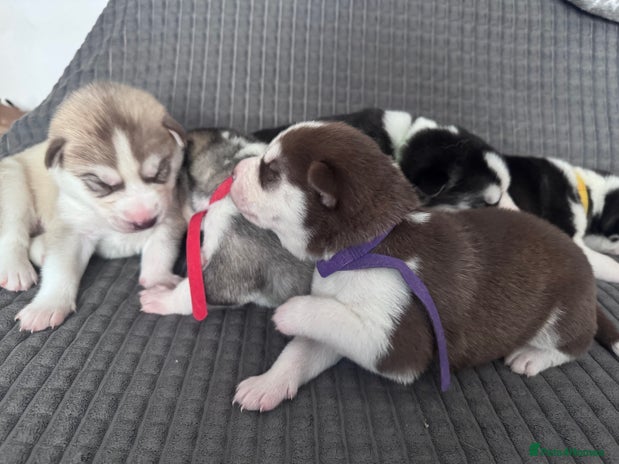 Siberian Husky dogs - Advert 4