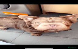 French Bulldog dogs for sale: Fluffy French bulldog New shade - Image 1